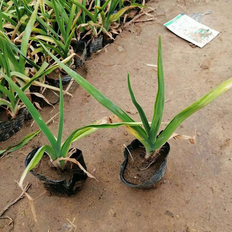 大花萱草基地 量大优惠 冠鑫种植大花萱草