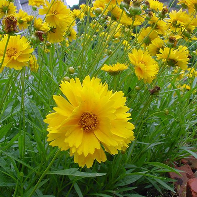 金鸡菊价格 金鸡菊种植基地 青州草花基地