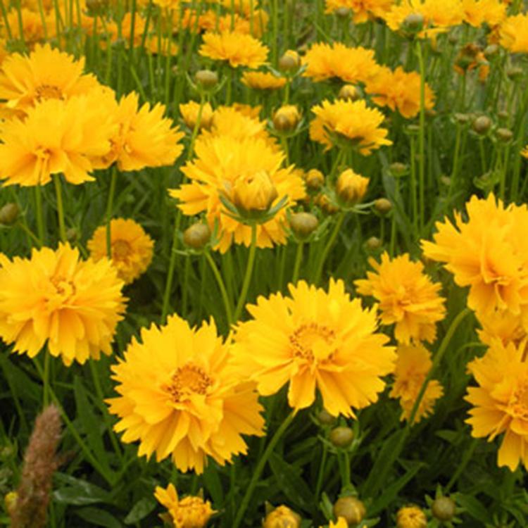金鸡菊供应基地 山东草花基地