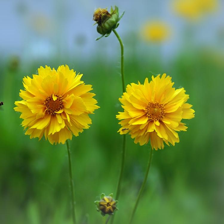 金鸡菊价格 金鸡菊供应基地 青州草花基地