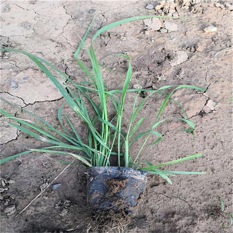 狼尾草培育基地 狼尾草四季草花
