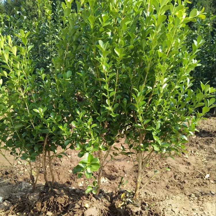 青州晶伟大量供应绿化苗木种植基地   瓜子黄杨小叶黄杨 基地直销 瓜子黄杨价格
