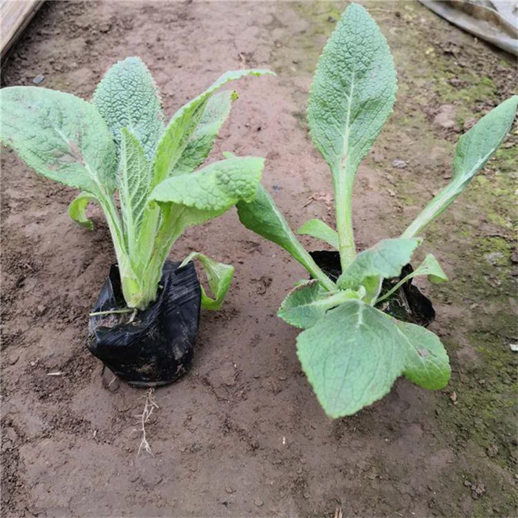 毛地黄种植基地 毛地黄园林用苗