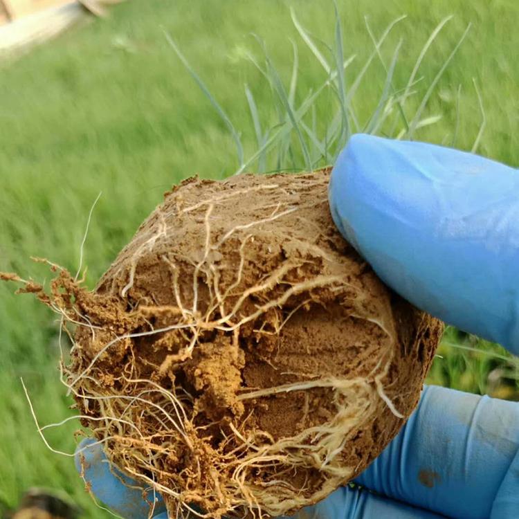 暖季型草本粉黛乱子草 粉黛乱子草批发 粉黛乱子草基地直销