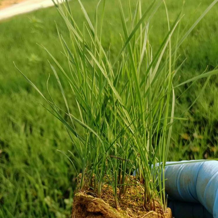 花海观赏苗 粉黛乱子草基地 粉黛乱子草种植基地
