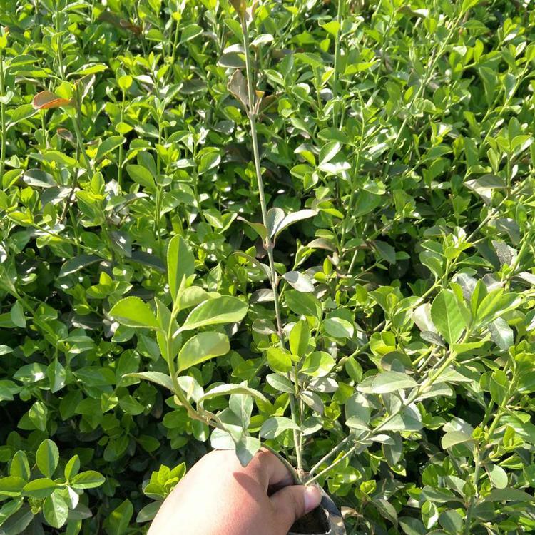 扶芳藤 大叶扶芳藤基地出售 大叶扶芳藤价格
