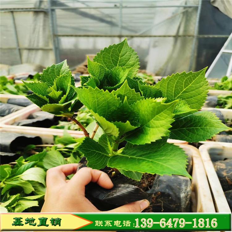 基地供应绿植盆栽八仙花 绿化绣球花价格 变色花八仙绣球植物