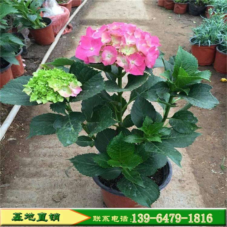八仙花批发供应价格 绿化绣球花苗变色盆栽 花卉庭院盆栽品种齐全价优