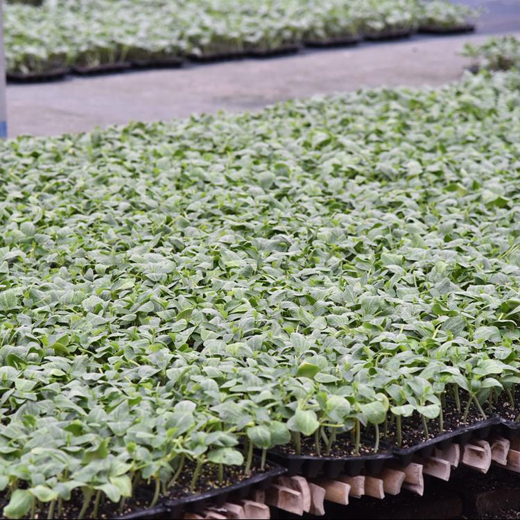 大量上市黄瓜苗供应商  黄瓜苗供应商