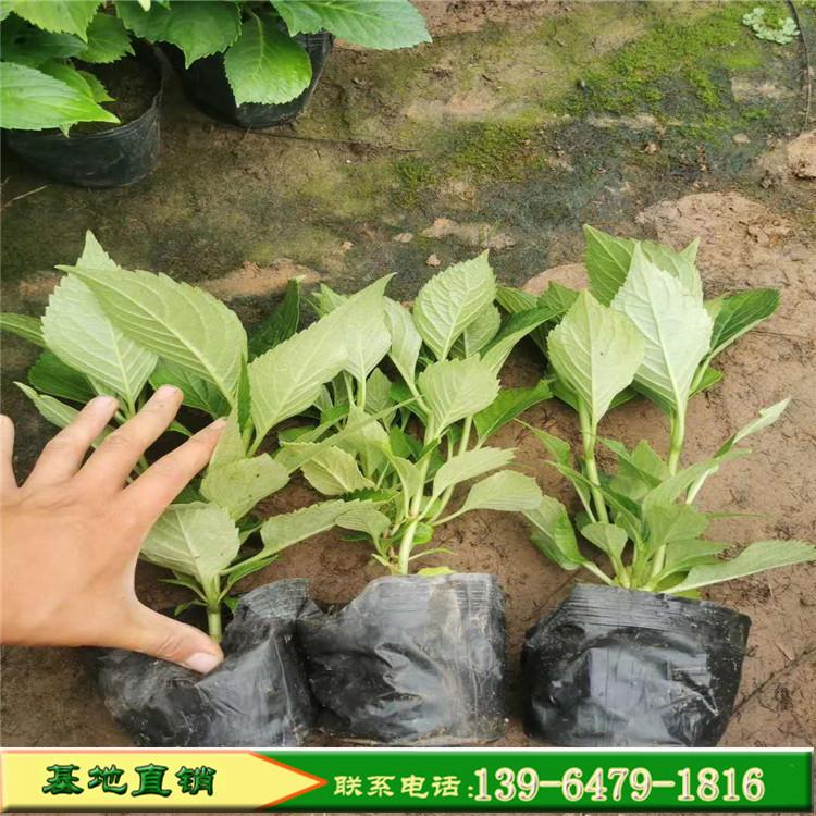 八仙花绣球价格 山东青州批发盆栽庭院绣球花苗 绿化八仙花苗