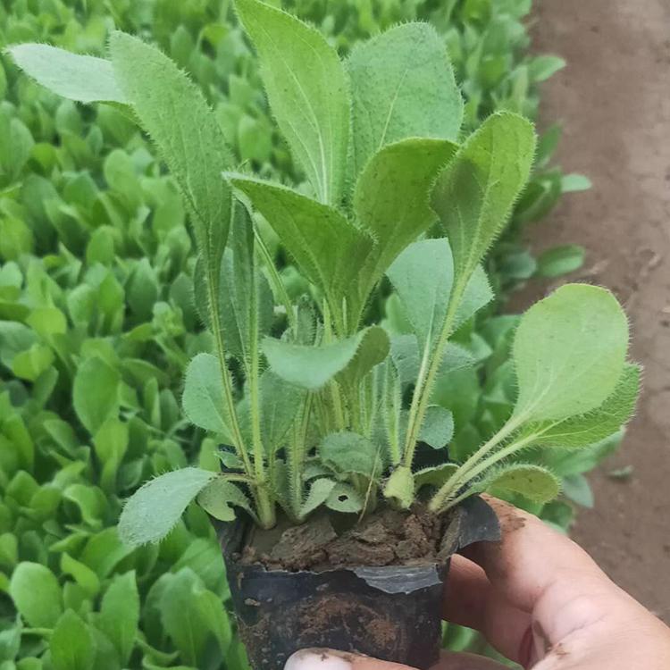 黑心菊价格 黑心菊批发 鑫国