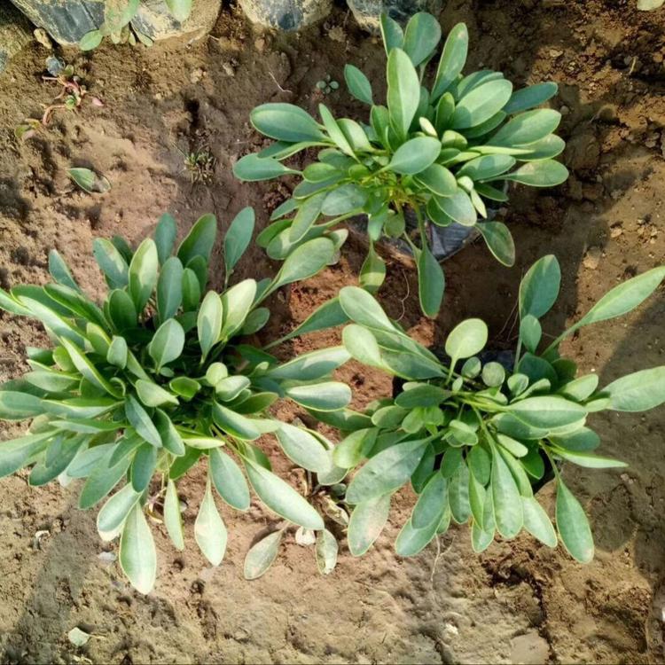 金鸡菊 大花金鸡菊 基地直销 鑫国