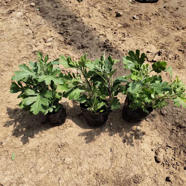 地被菊开花早花期长 地被菊批发商 泽润花卉批售