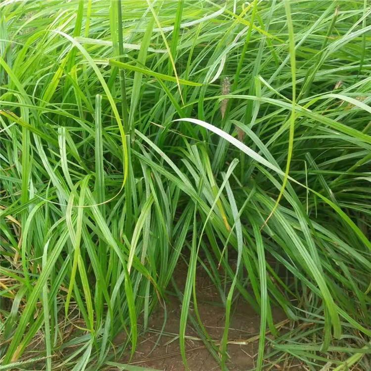 狼尾草价格 狼尾草绿化苗 狼尾草销售