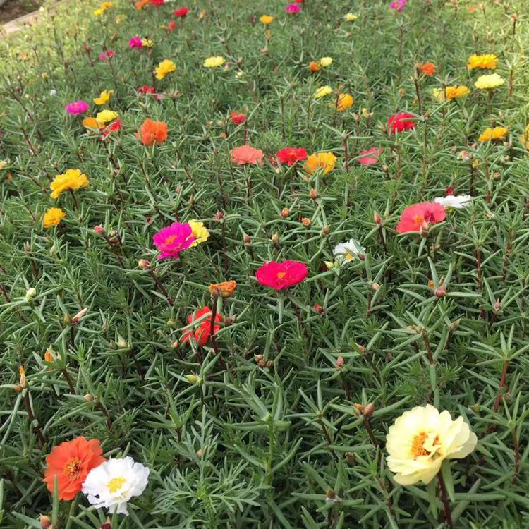 大量供应太阳花   太阳花供货商   山东太阳花培育基地