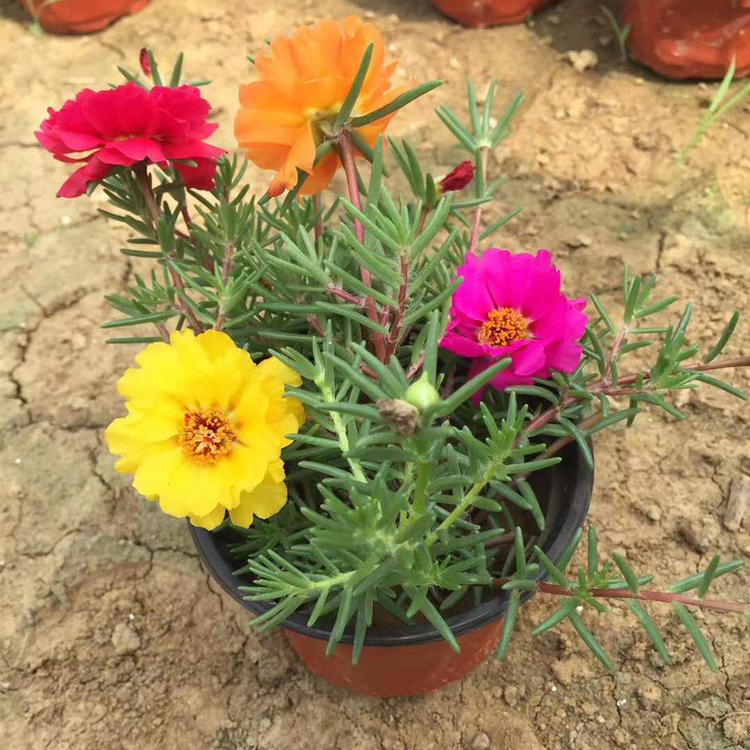 太阳花出售  山东太阳花种植基地   太阳花出售