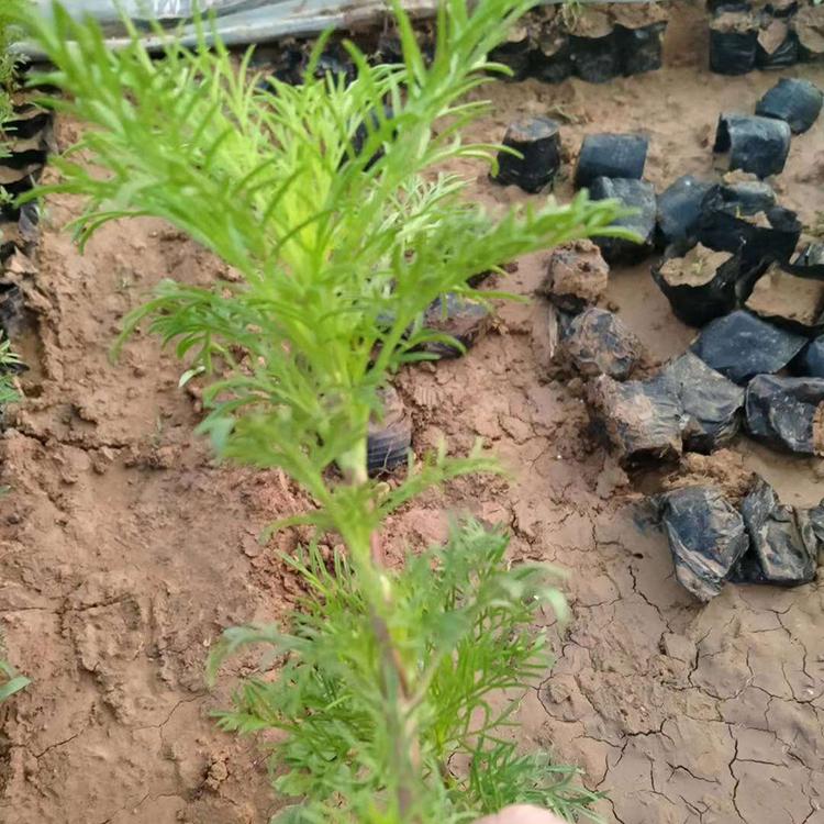 波斯菊培育基地 基地直销 波斯菊杯苗 多年生草本植物
