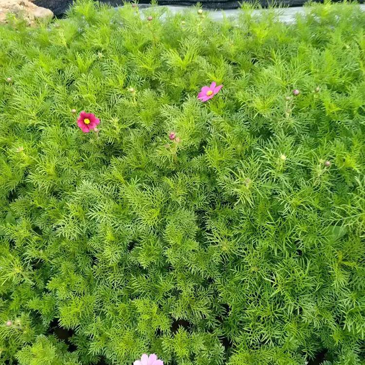 波斯菊 波斯菊批发 草花种植基地