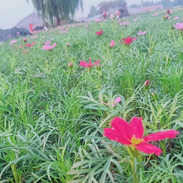 波斯菊批发 基地直销 波斯菊杯苗 青州草花