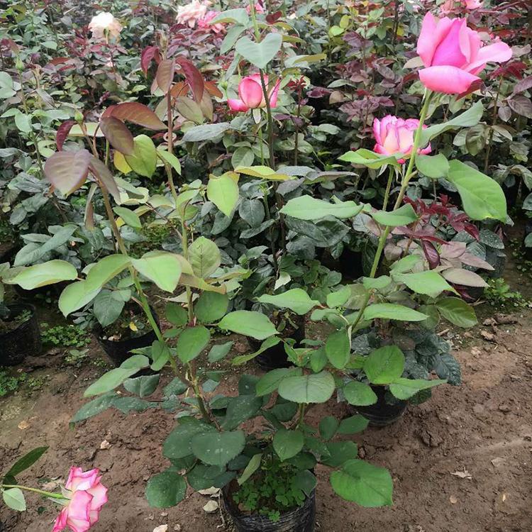品种月季批发 山东大花月季 月季培育