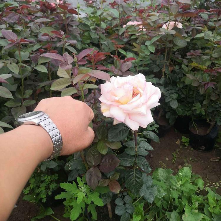 大花品种月季直销 山东大花月季 正艳月季种植基地