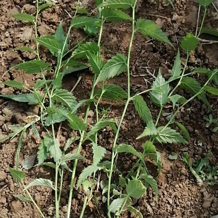 棣棠花 绿化苗木基地 棣棠批发 好苗预定