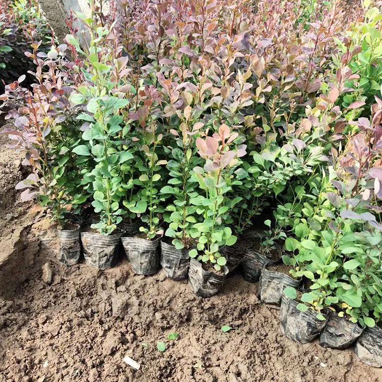 红叶小檗种植基地 批发基地 青州红叶小檗