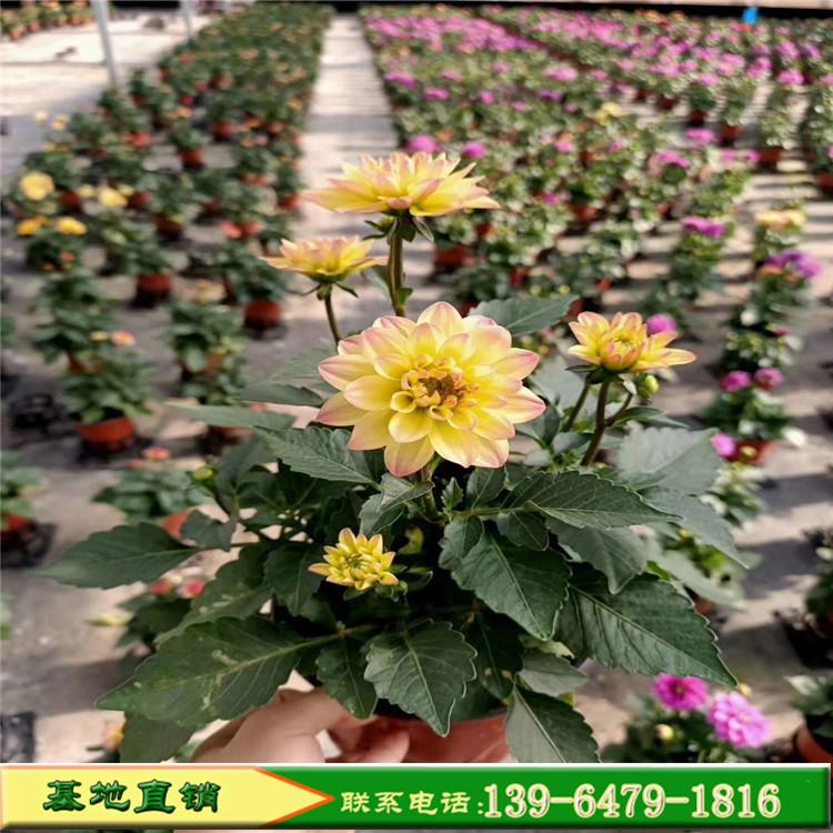 工程绿化苗小丽花种植基地 小丽花批发供应价格 各种花卉价格