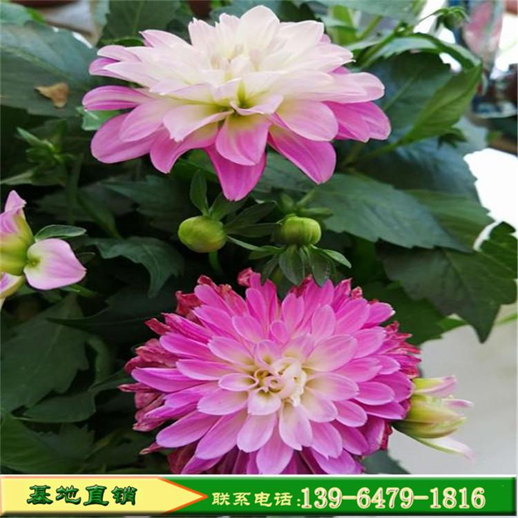进口小丽花价格 松青小丽花 庭院阳台观赏花卉租摆盆栽绿植