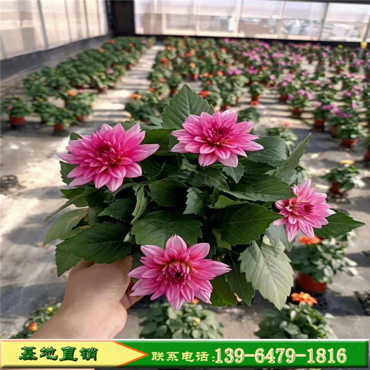 小丽花种植基地  批发昆明小丽花 厂家直销小丽花花卉造型