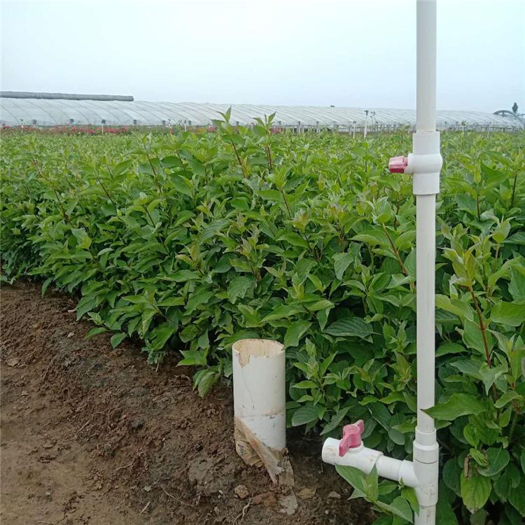 红瑞木批发基地 上盆红瑞木 海润现货出售红瑞木小苗