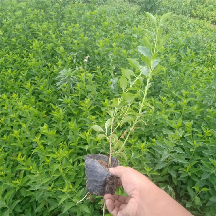 连翘小苗 连翘绿化苗 苗圃现货批售