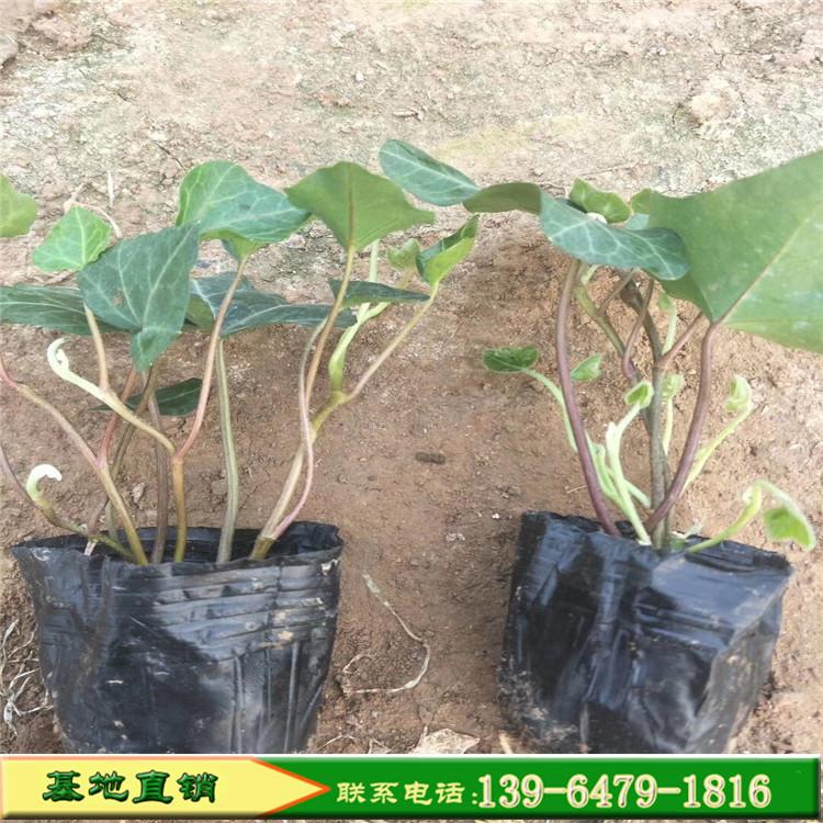 批发常春藤盆栽 常春藤绿化苗 工程绿化苗藤本植物