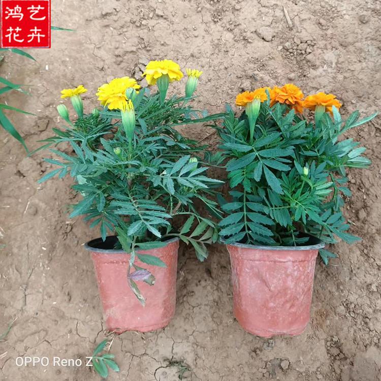 孔雀草价格 青州孔雀草 地被植物