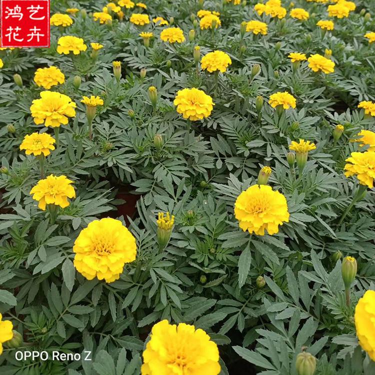 孔雀草杯苗 观赏花卉 孔雀草杯苗销售