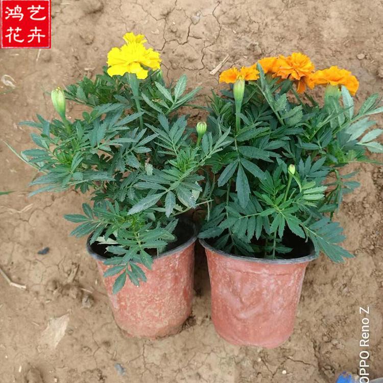 孔雀草小苗 地被植物 孔雀草小苗报价