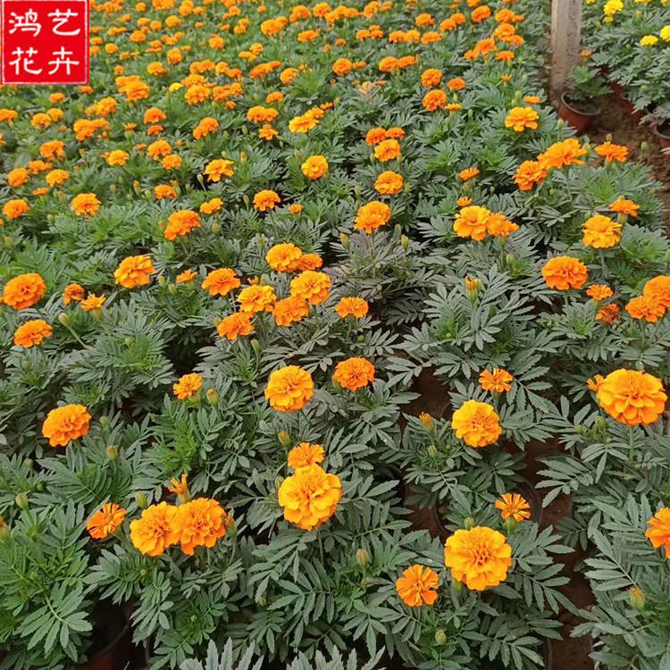 孔雀草小苗销售 山东孔雀草小苗 观赏草