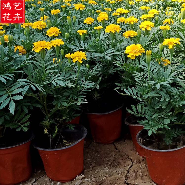 地被植物 山东孔雀草杯苗 孔雀草杯苗销售