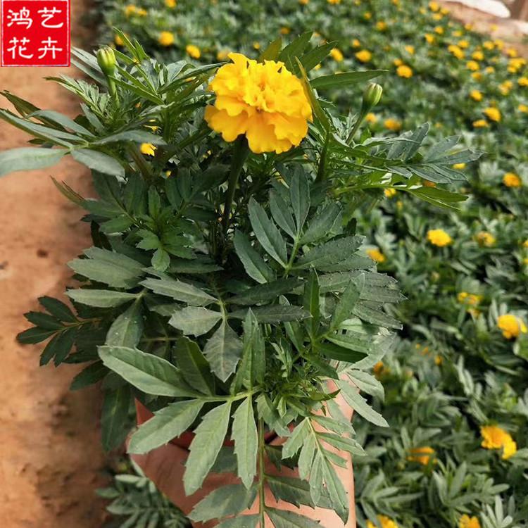 孔雀草杯苗供货商 山东孔雀草杯苗 观赏花卉