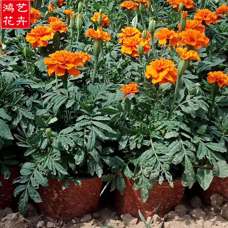 孔雀草销售 青州孔雀草 观赏花卉