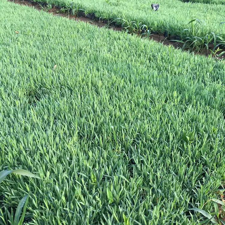 地被石竹批发价格 地被石竹销售商 青州草花基地