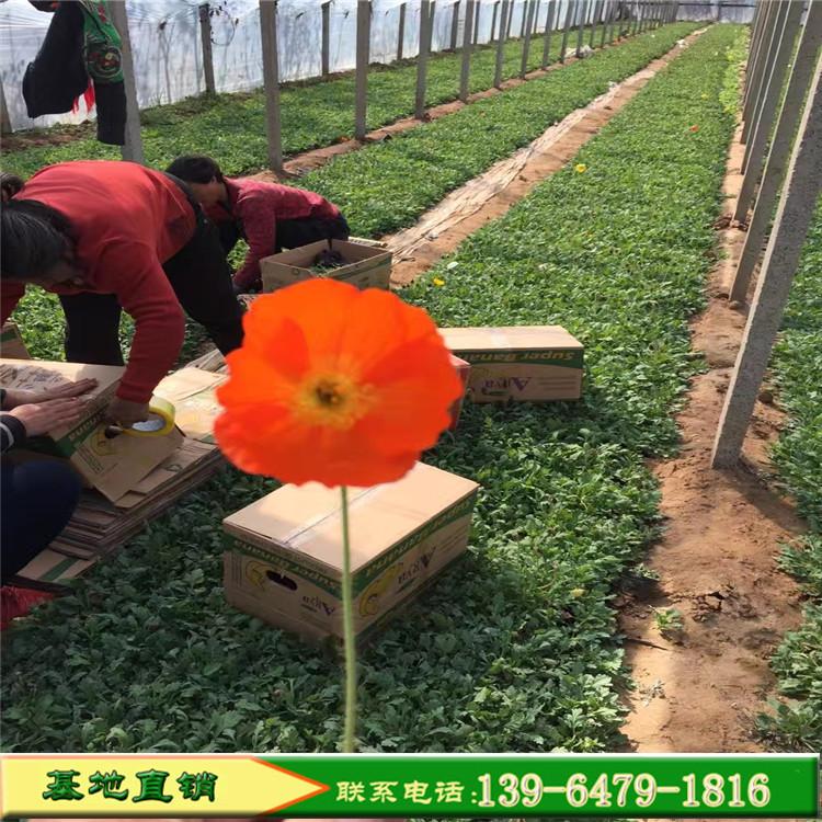 哪里批发东方虞美人花苗 山东冰岛虞美人杯苗报价 耐寒宿根花卉批发