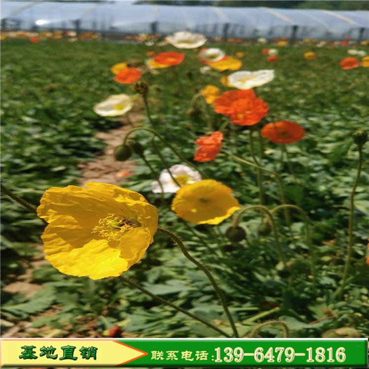 虞美人 冰岛虞美人 混色单色抗寒抗旱 四季开花易种