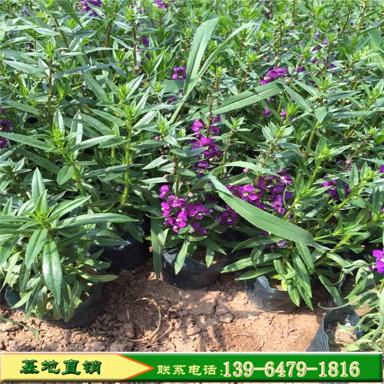 香彩雀盆栽苗 香彩雀价格 租摆草花香彩雀种植基地