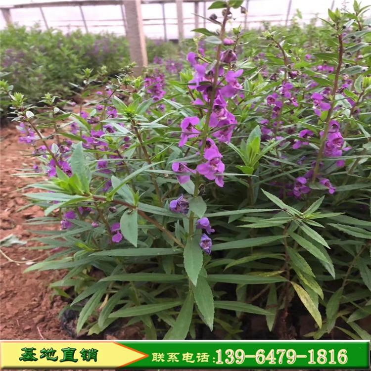 大量香彩雀小苗 小盆栽香彩雀种植基地 新疆夏季草花金鱼草