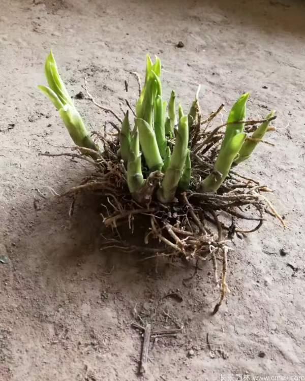 玉簪价格 自产玉簪直供