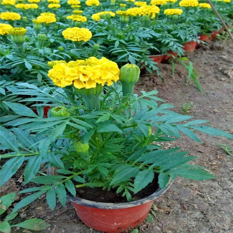 万寿菊价格 青州自产万寿菊直供