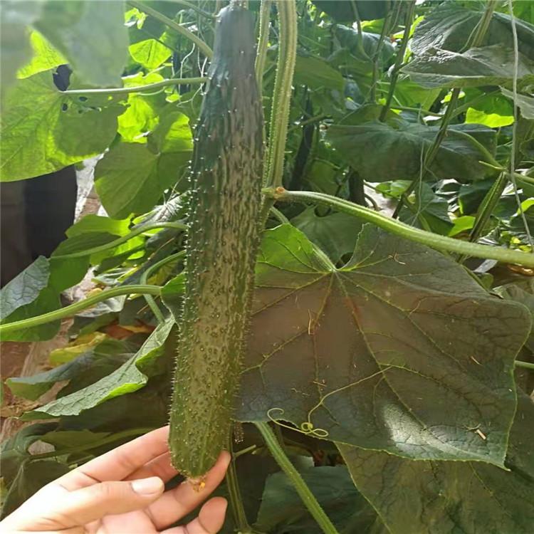 黄瓜种苗  抗病毒黄瓜苗  兴辰黄瓜种苗  兴辰