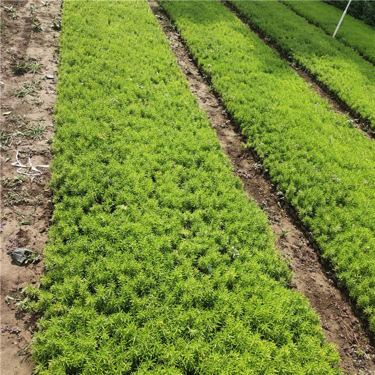 佛甲草基地 批发佛甲草价格  佛甲草现货供应