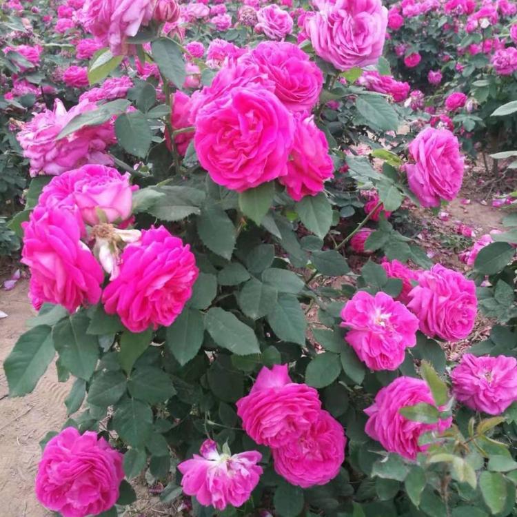 基地大量批发 月季花苗批发 九州红万亩月季基低